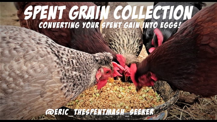 eric spent grain.png
